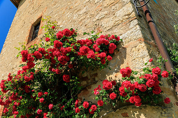 istock Italian garden spring flowers 2220489188