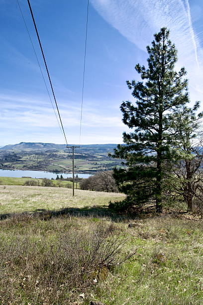 istock Looking down a slope at a single massive pine tree next to a power line 2220489856