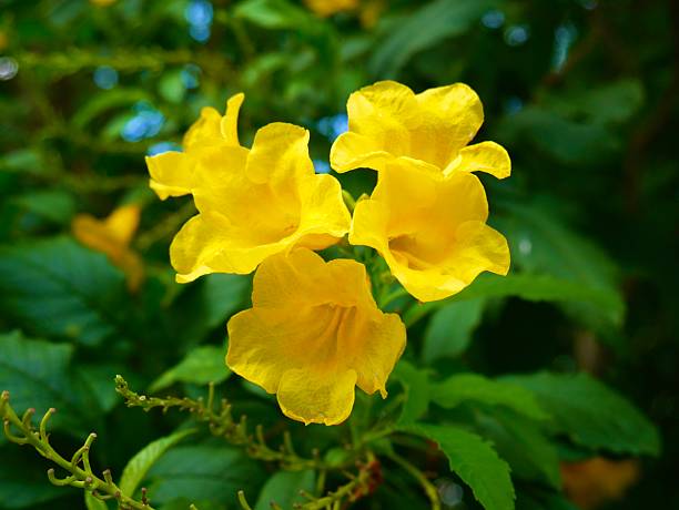 yellow flower it also grown in our garden.