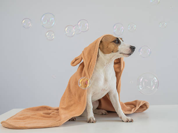 istock Jack Russell Terrier dog in a towel on a white background. 2220490498