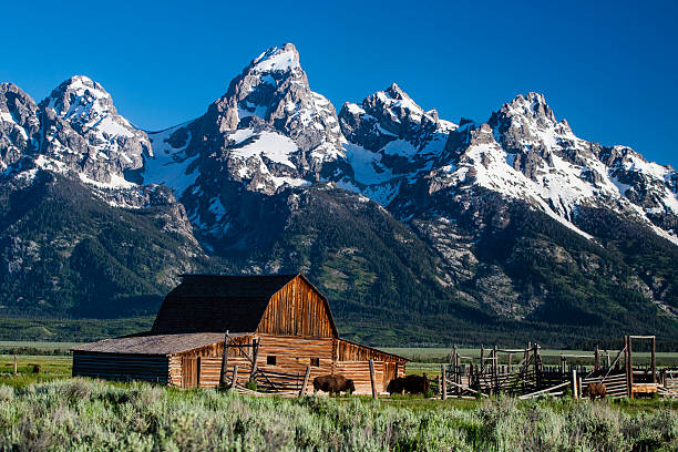 istock Mormon Row Barn with Bison, Grand Teton Mountains in the Background 2220491024