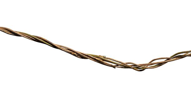 istock wild dry liana isolated 2220492308