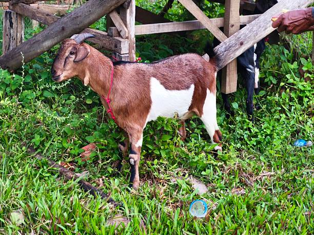 A male goat at the ready for sale
