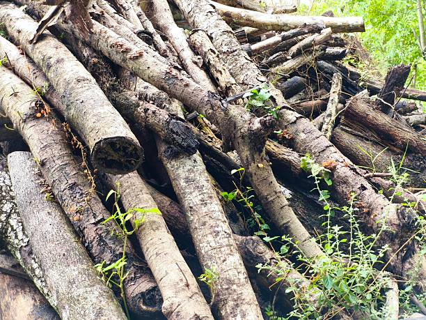 wood pile for brick fuel