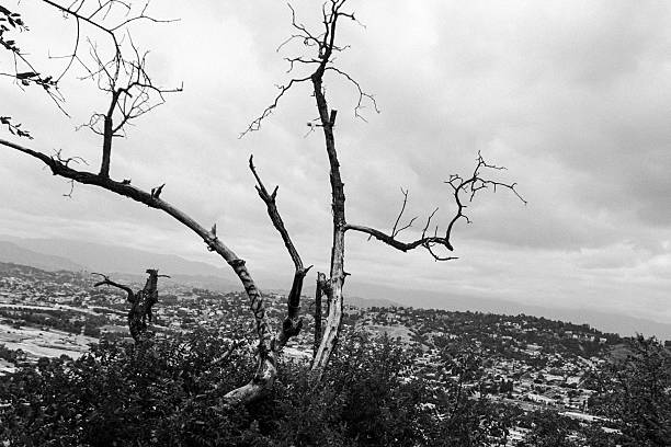 istock Black and White Gnarled Tree Overlooking Vast Suburban Valley 2220493445