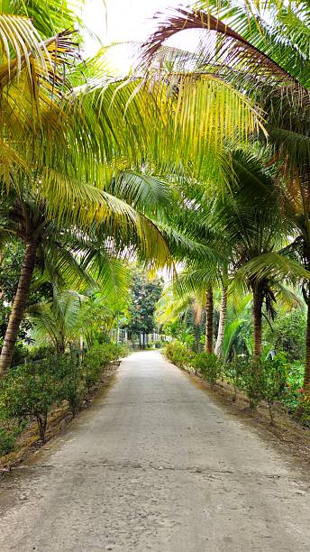 istock A peaceful rural pathway is surrounded by lush greenery, tall coconut palm trees in Mekong Delta Vietnam. 2220493710