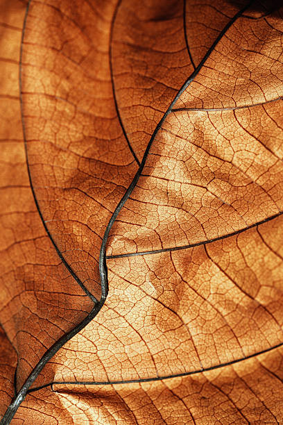 istock Autumn Dried leaf close up with natural veins pattern, brown leaf as nature background. Trend botanical design backdrop, environment pattern, fall seasonal still life macro trend, soft focus 2220497474