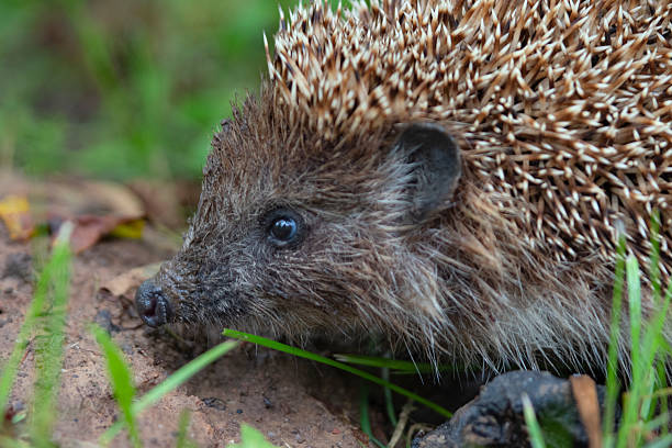 istock hedgehog outside in the green grass 2220497632