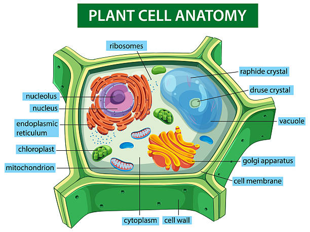 istock Detailed Vector Illustration of Plant Cell Anatomy 2220499050