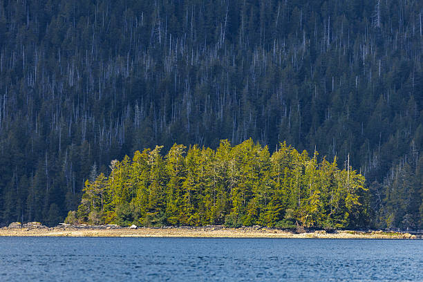 istock Tofino, British Columbia, Canada 2220499943