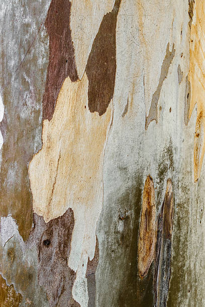 istock Detailed Natural Tree Bark Texture with Organic Cracks and Earthy Tones for Eco-Friendly Design and Rustic Nature Backgrounds, natural surface of bark sycamore closeup, beige brown vivid colored 2220500090
