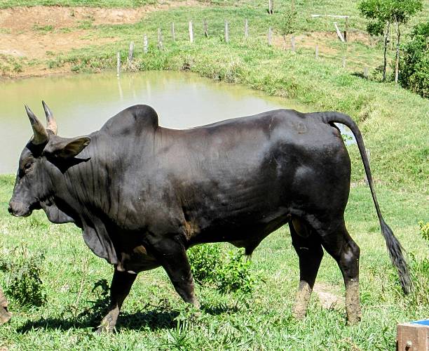 istock Big Black Bull Grazing in Green Field 2220500262