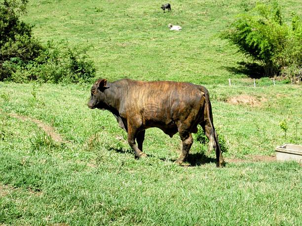 istock Cow Grazing in Lush Green Field 2220500267