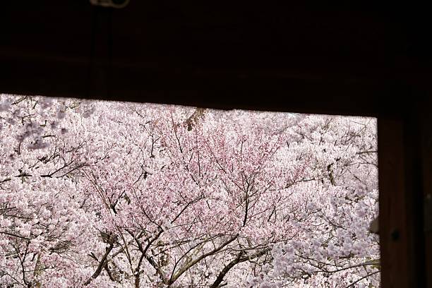 istock Cherry blossom branches in full bloom view from window frame.Soft pink petals and delicate branches represent the beauty of spring in Japan. Perfect for use in design. 2220501809