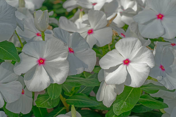 Madagascar periwinkle (Titan Polkadot) in the garden