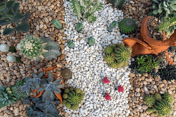 istock Cactus and desert plants in the park. 2220502153
