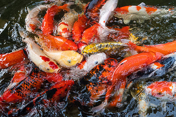 istock colorful koi fish in the pond. 2220502189