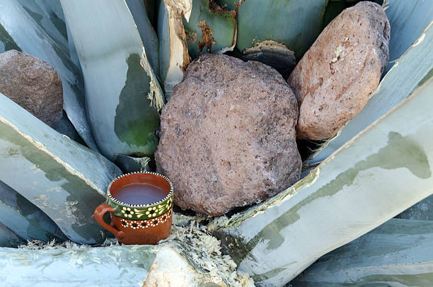 istock Harvesting pulque from Agave mapisaga in Mexico using traditional techniques 2220504499