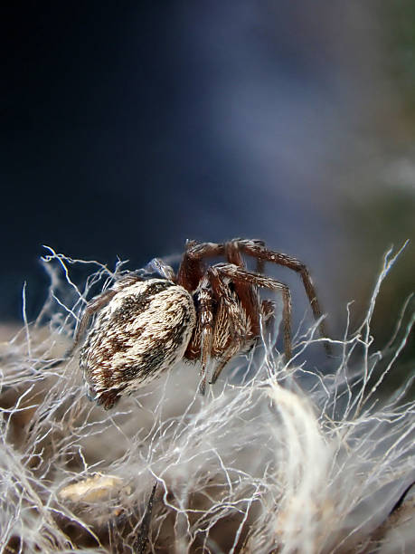 istock Close-up of a spider on a soft surface in natural environment during daylight 2220504585