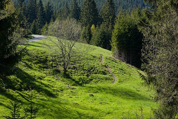 Scenic view of the meadow, sun and location