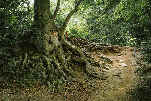 Old tree roots in autumn forest with moss and fallen leaves on the ground