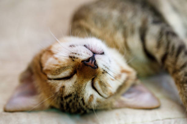 istock An adorable cat, lying down and sleeping peacefully on a cozy and soft surface, is a delight 2220507321