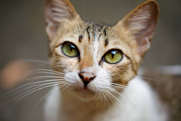 istock This charming closeup image captures a cat, highlighting its striking and beautiful green eyes 2220507341