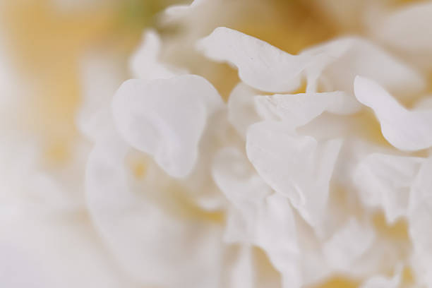 Smooth texture on white peony flower petals in bloom close up
