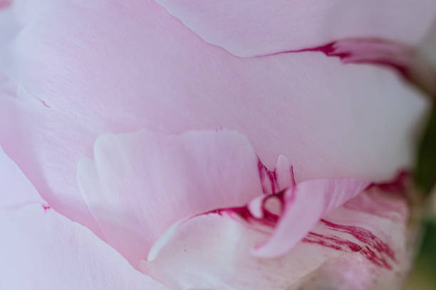 Smooth texture on pink peony flower petals in bloom