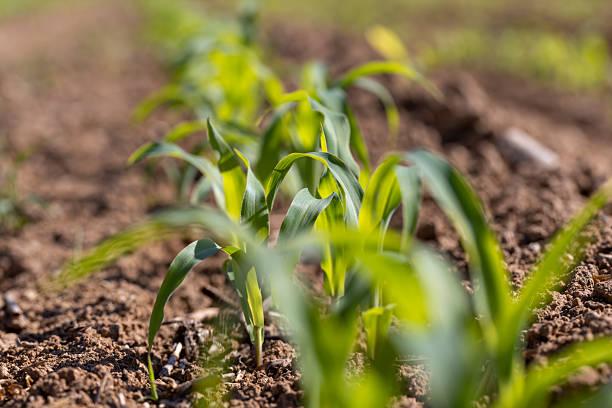 istock corn plants at dawn in the spring, a monocultural field with fresh corn sprouts in fertile soil with fertilizers 2220509663