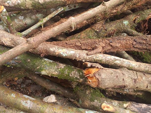 istock Pile of tree branches covered in moss. 2220511678
