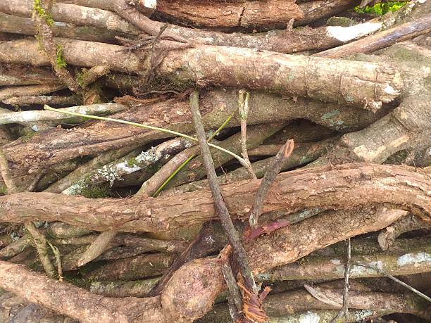 istock Close up image of pile of tree branches covered in moss. 2220511684