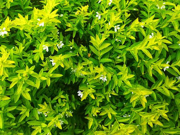 istock Dense thicket of green leaves suitable for nature backgrounds. 2220511843
