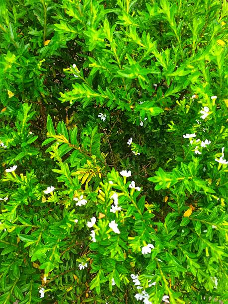 Green bush with white flowers suitable for nature backgrounds, gardening articles, botanical designs, spring themed projects, and floral concepts in design.