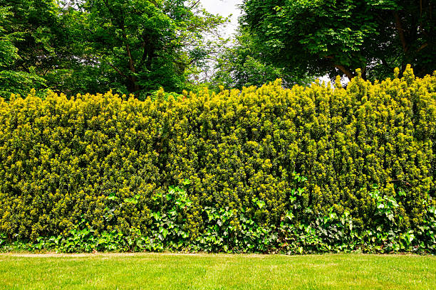 Green summer garden. Beautiful trimmed boxwood garden fence