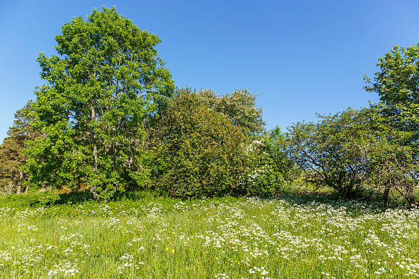 istock Meadow landscape with flowers and trees in the summer 2220514831