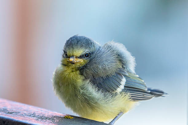istock Close up at a young Blue tit bird 2220514836
