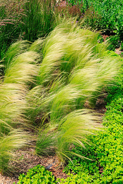 istock Stipa tenuissima in a park 2220515834
