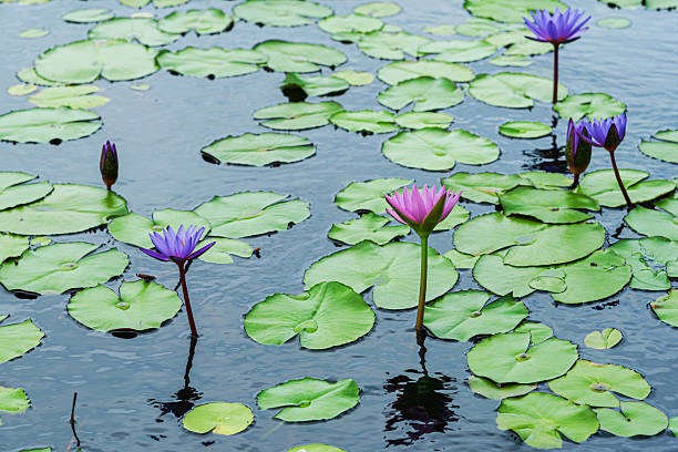 istock Lotus water lily blooming in the pond 2220516018