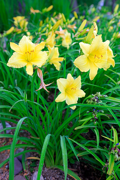 istock Lily in the botanical garden 2220516181