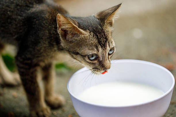 istock Kitten drinking milk from white bowl outdoors 2220517398