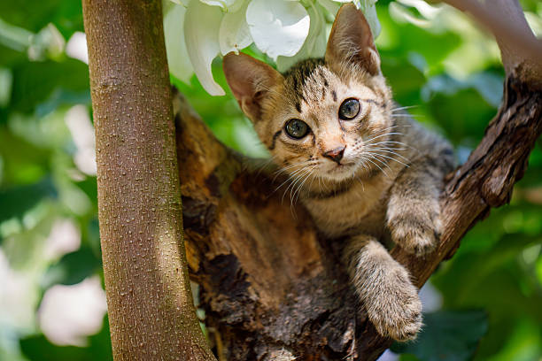 istock A Playful Wildcat Cub Sitting in a Tree Surrounded by Lush Green Foliage and Branches 2220517573