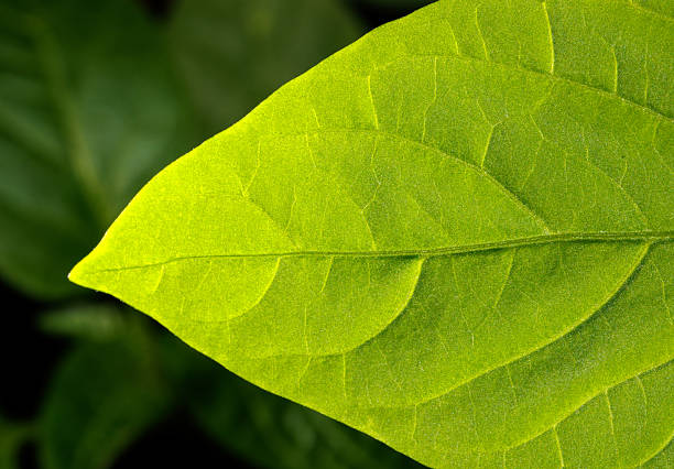 A leaf is shown in a close up, with the veins visible. The leaf is green and has a shiny texture