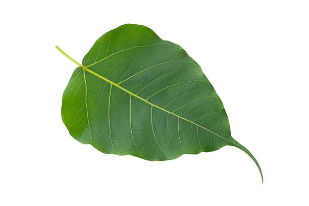 istock green Bodhi leaves isolated on a white background 2220520348