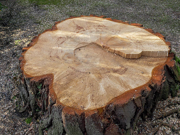 istock Tree stump of a large, freshly felled pine tree 2220521507