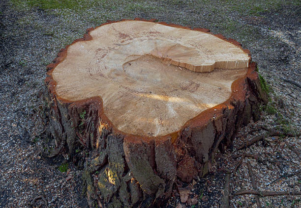 istock Tree stump of a large, freshly felled pine tree 2220521561