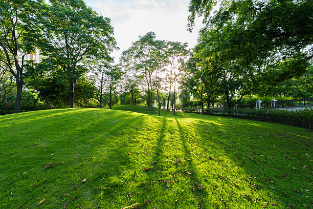 Green grass at sunset in city