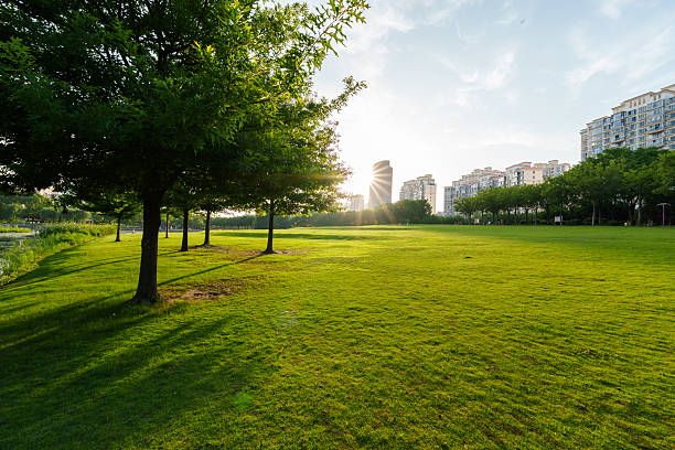 Green grass at sunset in city