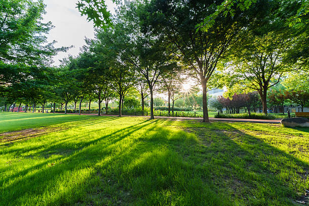 Green grass at sunset in city
