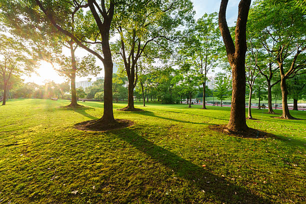 Green grass at sunset in city